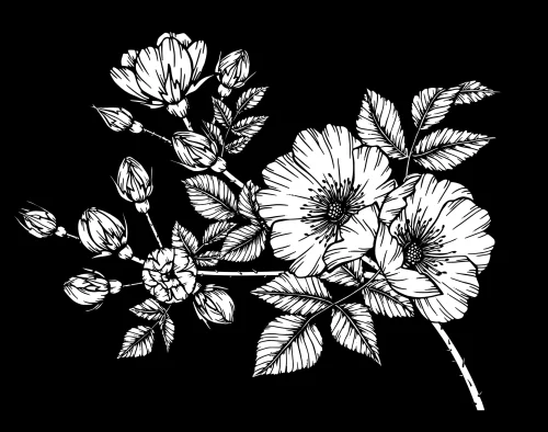 Цветок 007 (шиповник)